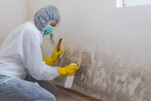 Best Black Mold Removal  in Bartonville, TX